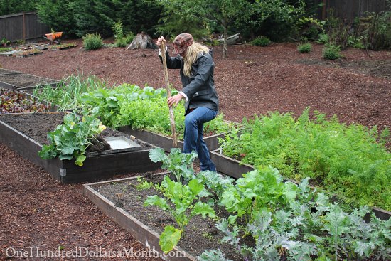 How to Find Vegetable Starts for Your Garden In October – Steal Them From Your Neighbor