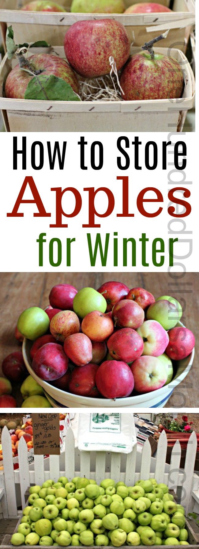 How to Store Apples for Winter