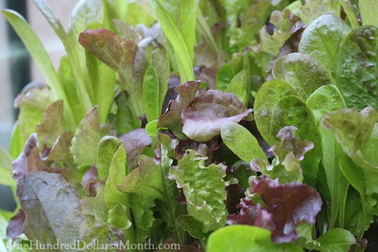 Greenhouse Gardening in Fall – It’s Time to Pull Up the Tomatoes