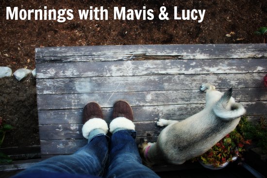 Mornings with Mavis – Amazon Deals, Free Kindle Books, Shabby Apple Dresses, Chooka Boots, Coupons
