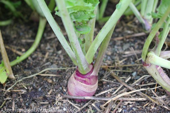 Kid’s Kindle Fire, Adidas, Hope Heals, Garlic and More