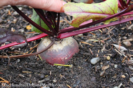 Mavis Garden Blog – A Walk in My Winter Garden