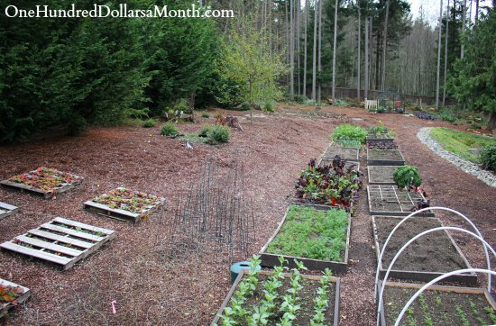 Mavis Butterfield | Backyard Garden Plot Pictures – Week 46 of 52