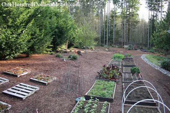 Mavis Butterfield | Backyard Garden Plot Pictures – Week 45 of 52