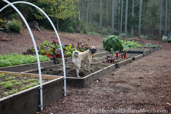 Winter Garden Blog –  Fava Beans, Turnips, Garlic, Beets and More