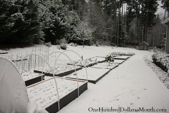Mavis Butterfield | Backyard Garden Plot Pictures – Week 51 of 52