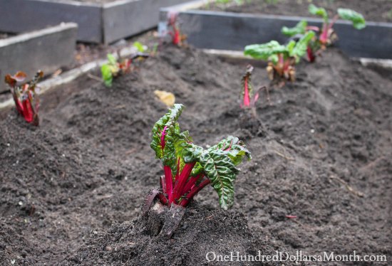 My Garden Is Not Dead, It’s Just Taking a Little Nap