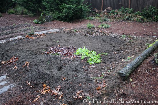 Mavis Garden Blog – Fresh Dirt