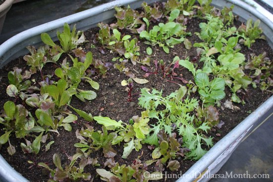 Greenhouse Garden – Growing Winter Lettuce