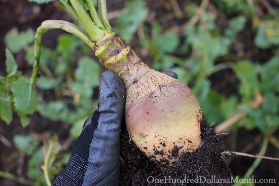 Mavis Garden Blog – Pictures from My Winter Garden