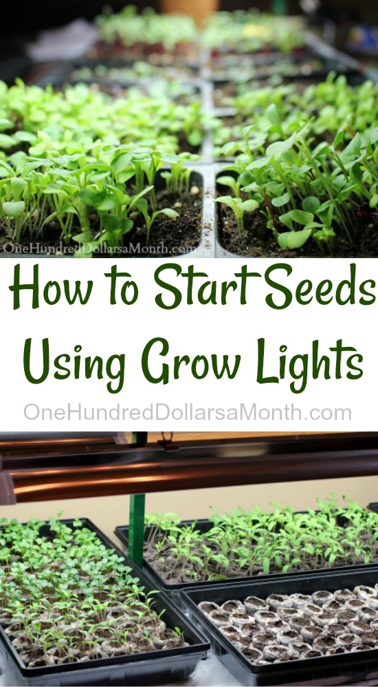 How to Start Seeds Using Grow Lights