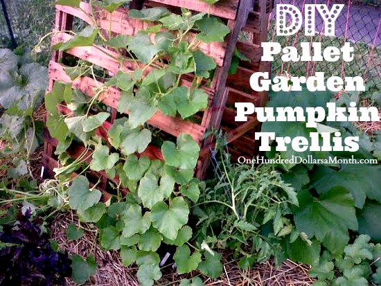 Pallet Garden Pumpkin Trellis