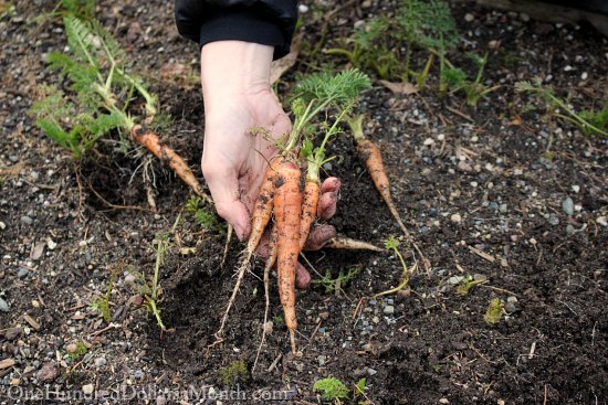 Mavis Garden Blog – New Flowers for the Window Box, Planting Peas and More