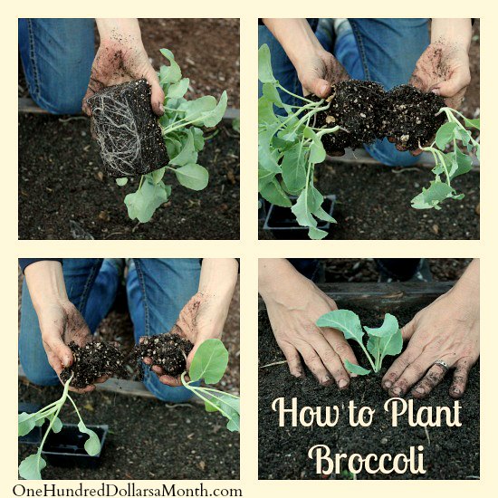 How to Grow Broccoli From Seed