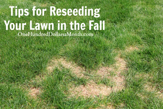 Tips for Reseeding Your Lawn in the Fall