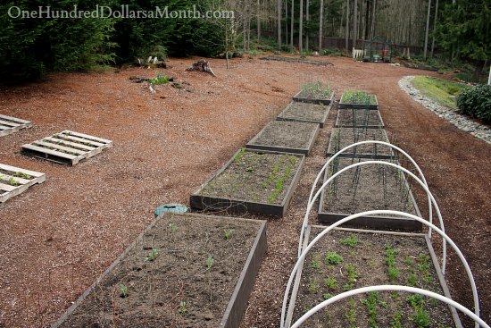 Mavis Butterfield | Backyard Garden Pictures 3/16/14