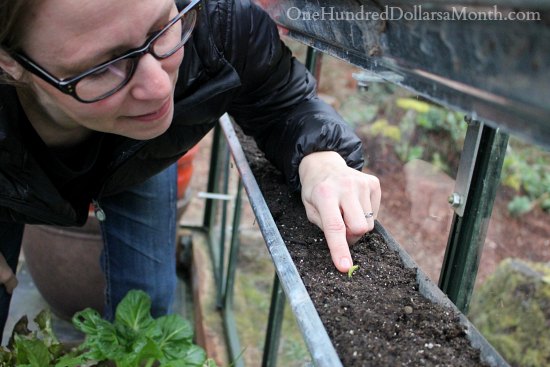 Mavis Garden Blog – Harvesting Lettuce in March