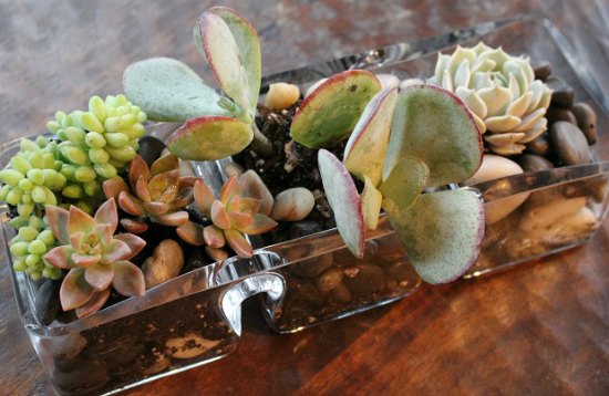 How to Create a Table Top Succulent Garden