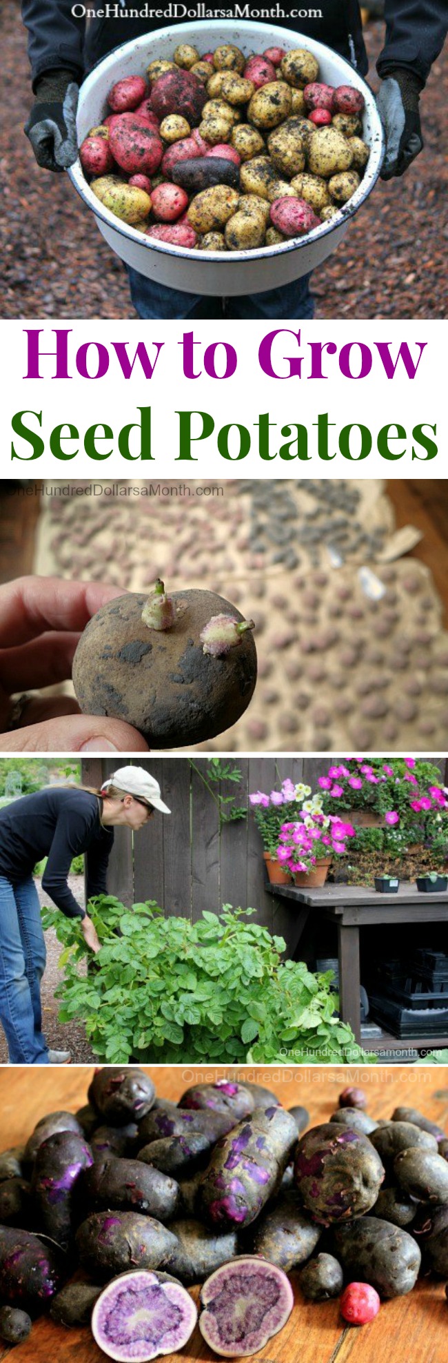 How to Grow Seed Potatoes {Start to Finish}