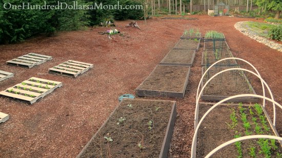 Mavis Butterfield | Backyard Garden Pictures 3/23/14