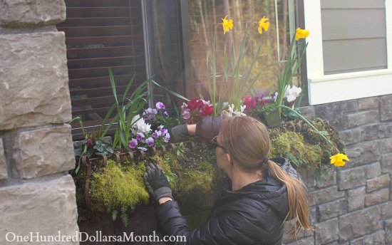 Mavis Garden Blog – Window Boxes and Raspberries