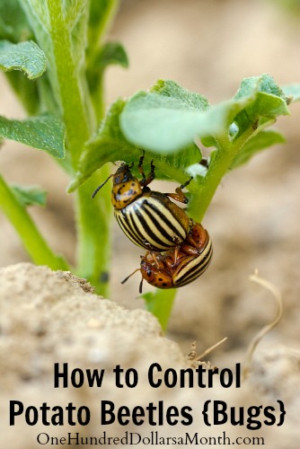 How to Control Potato Beetles {Bugs}