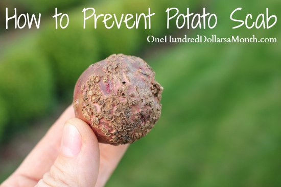 How to Prevent Potato Scab