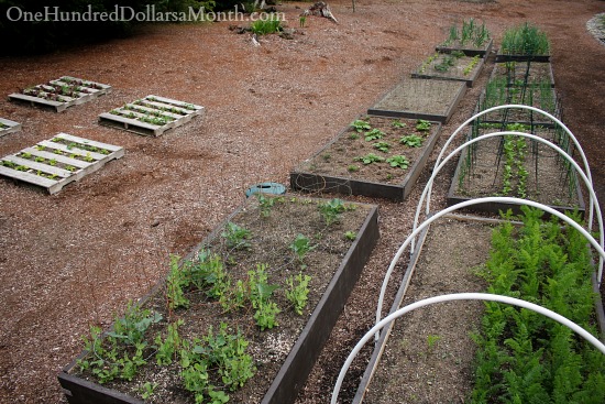 Mavis Butterfield | Backyard Garden Pictures 4/27/14