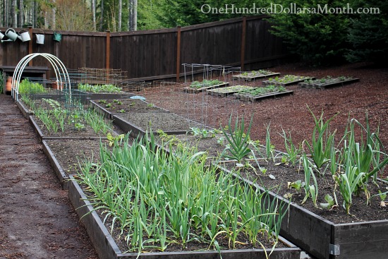 Mavis Butterfield | Backyard Garden Pictures 4/21/14