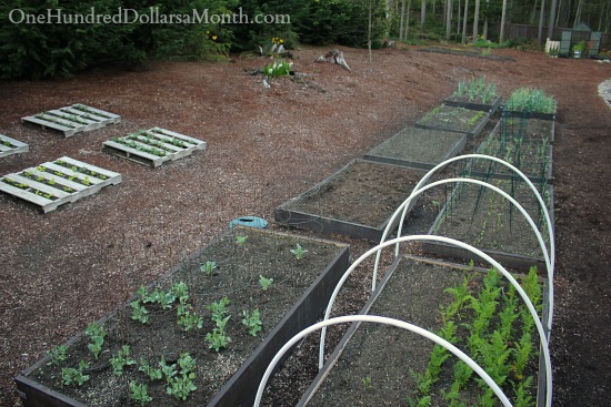 Mavis Butterfield | Backyard Garden Pictures 4/13/14