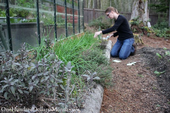 Mavis Garden Blog – Planting Herbs in the Garden