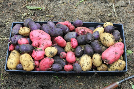 Heirloom and Fingerling Potatoes