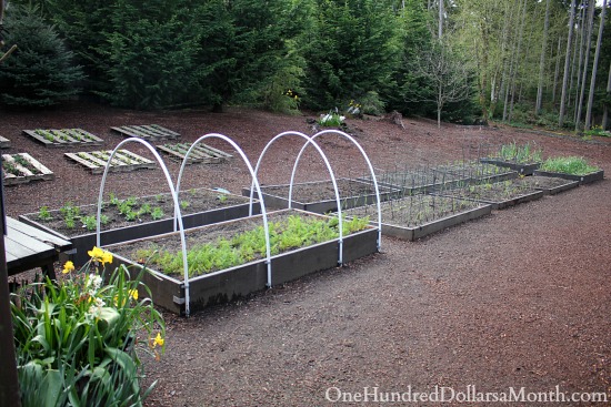 Mavis Butterfield | Backyard Garden Pictures 4/6/14