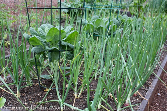 Mavis Butterfield | Backyard Garden Pictures 5/25/14