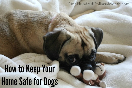 How to Keep Your Home Safe for Dogs