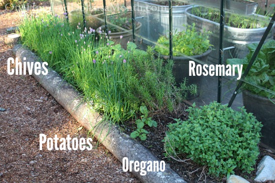 Growing Tomatoes and Lettuce in Our Greenhouse Garden