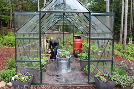 Greenhouse Gardening – Planting Heirloom Tomatoes