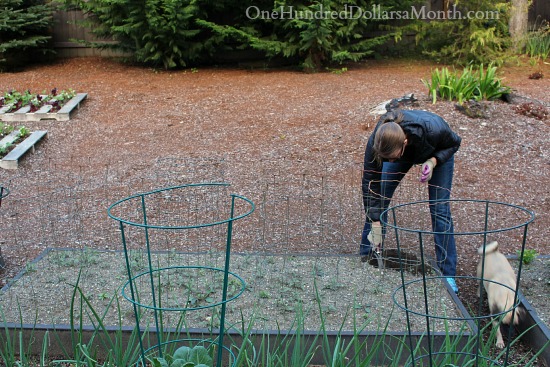 If All My Tomato Plants Die, It’s Totally My Fault