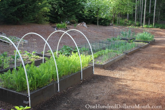 Mavis Butterfield | Backyard Garden Pictures 5/4/14