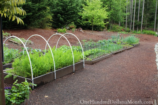 Mavis Butterfield | Backyard Garden Pictures 5/11/14