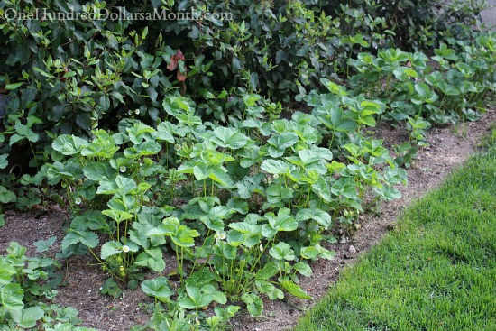 Mavis Butterfield | Backyard Garden Pictures 5/18/14