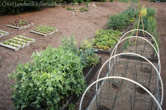 Mavis Butterfield | Backyard Garden Pictures 6/22/14