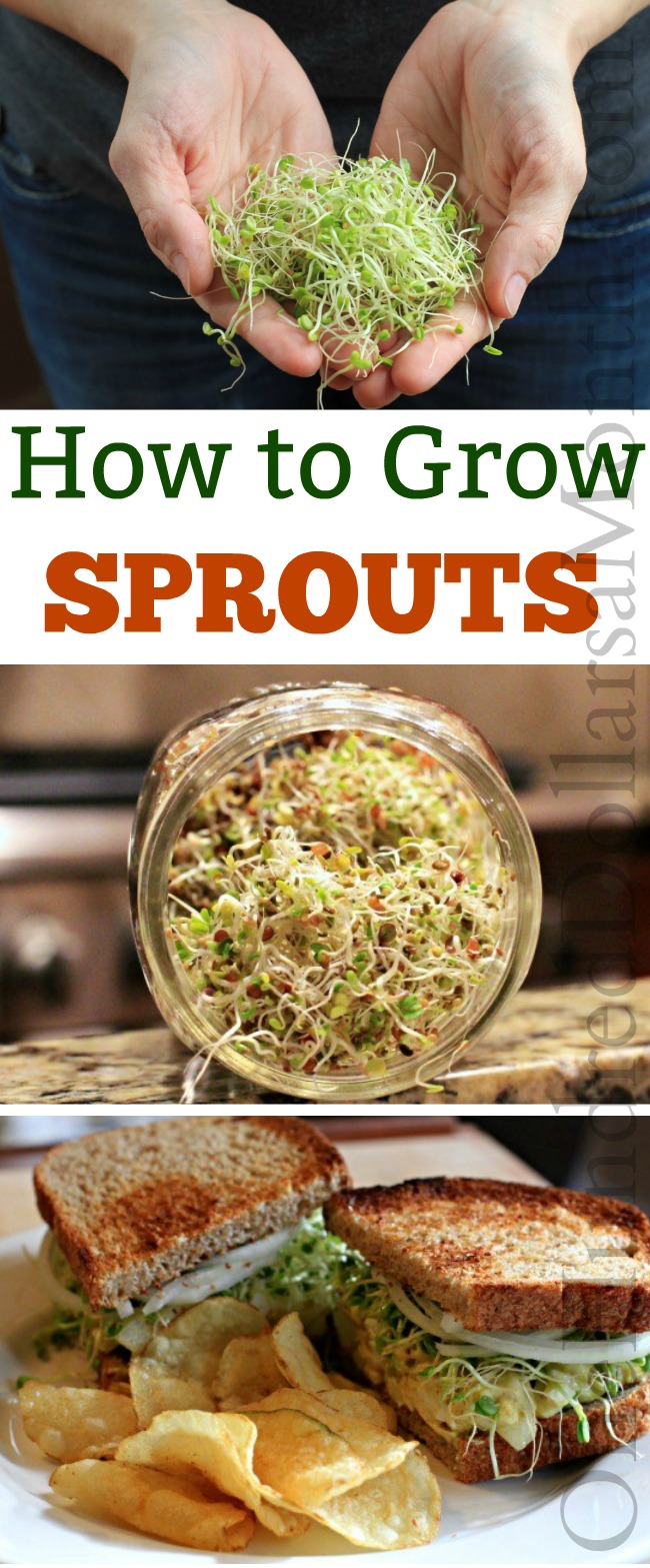 Grow Your Own Sprouts – The Health Benefits