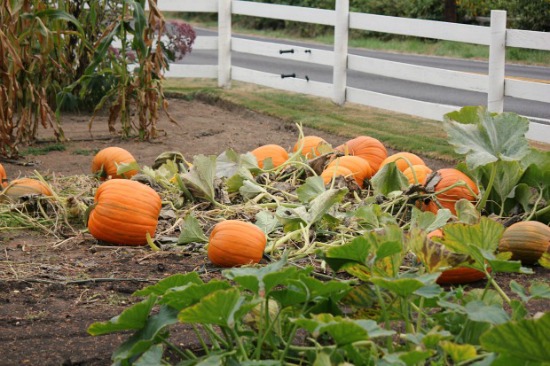 Picking the Right Pumpkin Variety for Your Garden