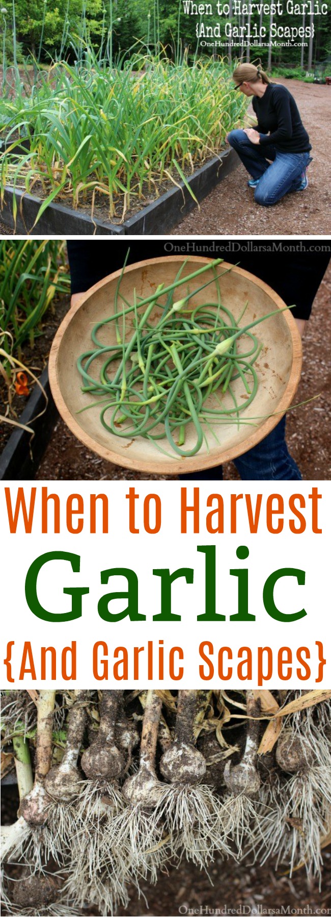 When to Harvest Garlic {And Garlic Scapes}