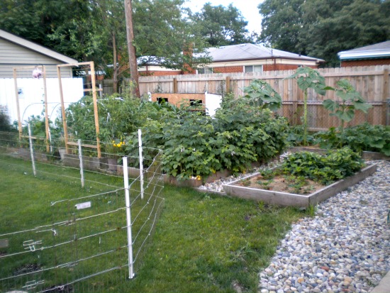 Mavis Mail – Kim From Michigan Sends in Pics of her Certified Monarch Butterfly Garden