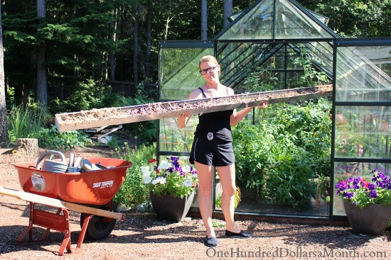 Growing Vegetables in a Greenhouse – Tomatoes and Cucumbers