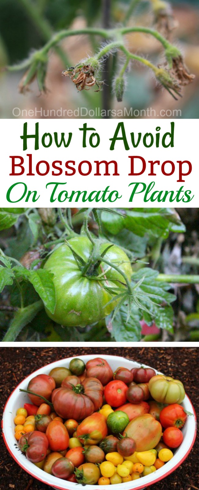 What Causes Blossom Drop in Tomatoes?