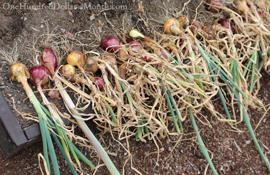 Help!  What’s Wrong With my Onions?