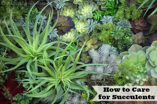 How to Care for Succulents